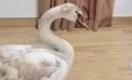Vizită neașteptată la un locuitor de pe malul Nistrului: O lebădă a bătut la ușă și a intrat în casă - FOTO/VIDEO 