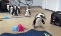 Furtuna de zăpadă care a lovit Statele Unite a trimis la adăpost douăzeci de pinguini de la un Aquarium din New York - VIDEO