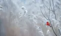 Ninsori în toată țara. Se așteaptă minime de -7 grade în capitală. Câte grade se vor înregistra în celelalte regiuni. Prognoza meteo