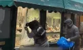 Momentul când doi hoți mascați sparg cu barosul un magazin de bijuterii, în plină zi, la Londra - VIDEO
