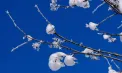 O iarnă ca pe vremuri. Meteorologii au emis cod GALBEN de ger în nordul Moldovei. Ce temperaturi se vor înregistra - FOTO