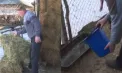 Apă încălzită, așternut din paie și meniu de iarnă: cum își pregătesc gospodarii animalele domestice pentru a rezista gerului - VIDEO