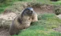 Celebra marmotă cunoscută sub numele de Phil a ieșit din vizuina sa din Pennsylvania și și-a văzut umbra - VIDEO