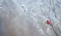 Ploi, lapoviță și ninsoare în centrul și nordul țării. Câte grade se vor înregistra astăzi și în următoarele zile. Prognoza meteo