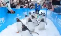 Record și distracție la Harbin: pinguinii defilează în cel mai mare parc de gheață din lume și încântă turiștii - VIDEO