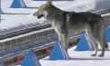 Un cățel „atlet” fură scena la Olimpiada din Italia: confundat inițial cu un lup, patrupedul a trecut în viteză linia de finiș alături de concurente și a devenit vedetă neașteptată - VIDEO