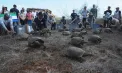 Circa 150 de țestoase gigantice s-au întors pe o insulă din arhipelagul Galapagos, de unde au dispărut în urmă cu peste un secol: au fost eliberate în habitatul lor natural - VIDEO