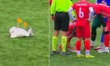 Incident neobișnuit în timpul unei partide de fotbal din Turcia. Meciul a fost întrerupt, pentru ca fotbaliștii să acorde primul ajutor unui pescăruș 