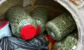 Peste 40 de kilograme de marijuana, găsite la ferma unui bărbat din Anenii Noi. Suspectul, plasat în arest - VIDEO 