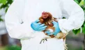 Cazuri de gripă aviară descoperite lângă Pohrebea: ce trebuie să știe oamenii despre riscuri, simptome și măsuri de protecție