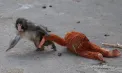 Maimuțica Punch, celebră în toată lumea pentru că își căra peste tot jucăria de pluș după ce mama a abandonat-o, a ajuns iarăși în atenția tuturor. Ce a făcut de această dată - VIDEO