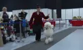Peste 80 de rase de câini din mai multe țări s-au întrecut la un concurs organizat la Moldexpo, în cadrul unei expoziții internaționale. Cum arată patrupezii și pentru ce au fost apreciați - VIDEO