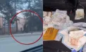 Membru al unei grupări de escroci, reținut în Chișinău: peste 800 de mii de lei ridicați din ascunzișuri - VIDEO