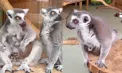 Veste bună la Grădina Zoologică: Familia de lemuri s-a mărit - VIDEO