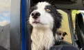 Operațiune de salvare ca în filme în Noua Zeelandă: cățelușa Molly, găsită după o săptămână singură în sălbăticie - VIDEO