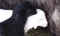 Cerere mare înainte de Paște: stânele din nordul țării lucrează la foc continuu. Cât costă, în medie, un kg de carne de miel - VIDEO