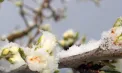 Cod GALBEN de înghețuri în toată Republica Moldova: Vom avea temperaturi de -3 grade în noaptea Învierii - VIDEO