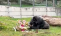 Petrecere la o grădină zoologică din Berlin: Cea mai bătrână gorilă din lume a împlinit 69 de ani. Ce surprize i-au pregătit îngrijitorii - VIDEO