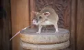 Cambodgia îl omagiază pe „Magawa”: șobolanul erou care a detectat mine terestre și a salvat sute de vieți, imortalizat într-o statuie - VIDEO