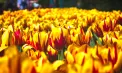 Spectacol de primăvară în Olanda: milioane de lalele în floare atrag vizitatori din întreaga lume. Unde poate fi vizitat parcul Keukenhof - VIDEO