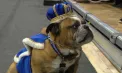 Bulldog încoronat „regina frumuseții” în Iowa: Flora a primit coroană, mantie și tron la un concurs inedit pentru animale 