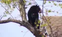 Aventura unui urs într-un cartier din SUA, final ca la circ: sedat de autorități și salvat în ultima clipă cu o plasă de siguranță - VIDEO