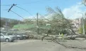 Imagini ca după apocalipsă - surprinse și pe strada Muncești din Chișinău: Un copac a căzut peste mai multe mașini parcate - VIDEO