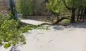 Incident grav la Grădina Zoologică din Chișinău: Un copac a căzut peste un copil de 6 ani. Micuțul a fost transportat în stare gravă la spital
