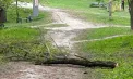Tragic. Un bărbat a murit, după ce a căzut un copac peste el, într-un parc din Chișinău. Poliția vine cu detalii 