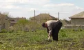 În unele sate din Republica Moldova, Ziua Muncii se sărbătorește muncind: „Buruianul crește, nu are sărbătoare”, spun localnicii - VIDEO