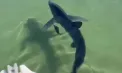 Misiune spectaculoasă pe malul Mării Adriatice: Garda de Coastă italiană salvează un rechin albastru blocat între stânci și îl conduce înapoi în larg - VIDEO