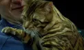 Zeci de pisici de la noi, dar și din alte țări au făcut senzaţie la o expoziție dedicată lor. Evenimentul a reunit iubitorii de feline, crescători, dar și simpli vizitatori curioși - VIDEO