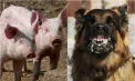 Focare de Pestă porcină africană și rabie înregistrate în mai multe raioane din Republica Moldova: autoritățile au instituit măsuri stricte de control și supraveghere