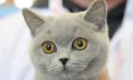Expoziție de pisici la Praga: cele mai frumoase feline din lume au atras mii de vizitatori