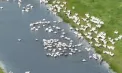 Spectacol rar în Parcul Național „Nistrul de Jos”: mai mulți pelicani, surprinși în imagini impresionante - VIDEO