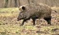 Mistreții fac ravagii în raionul Căușeni: agricultorii se plâng că au pierdut o mare parte din recoltă după atacurile animalelor sălbatice - VIDEO