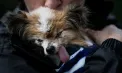 Lazare, „cel mai bătrân câine din lume”, a murit. Câți ani avea spanielul pitic
