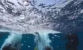 Cadavrele scafandrilor italieni dispăruți au fost găsite în Maldive. Erau într-o peșteră de 60 de metri adâncime