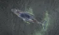 Danemarca va efectua o autopsie lui „Timmy”, balena găsită moartă după ce fusese remorcată cu succes în Marea Nordului
