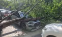 Un copac s-a prăbușit peste un automobil în sectorul Botanica al capitalei: Mașina a fost avariată, iar strada a fost blocată complet - FOTO