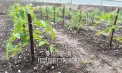 Plouă cu grindină la Dubăsari: bucățile de gheață - cât un bob de mazăre - FOTO/VIDEO