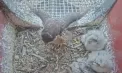 Un șoim călător a „furat” telefonul unui ornitolog belgian după ce acesta a încercat să fotografieze puii păsării - VIDEO