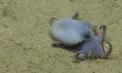 Descoperire spectaculoasă lângă Insulele Galapagos: cercetătorii au găsit o caracatiță minusculă de un albastru intens la 1.800 de metri adâncime