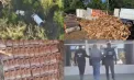Arme, bani și lemne tăiate ilegal, ridicate de polițiști, la Edineț: 7 persoane au fost reținute - VIDEO