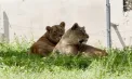 Leii de la Grădina Zoologică din Chișinău, mai aproape de vizitatori: noua volieră a fost deschisă – VIDEO