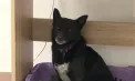 La Nisporeni, animalele de companie au fost sterilizate gratuit: inițiativa a adunat zeci de beneficiari - VIDEO