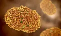 Scandal într-un institut de elită din SUA: doi virologi sunt acuzați că au încercat să introducă ilegal probe cu virusul mpox din Africa