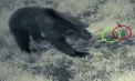 Doi șoricei au reușit să sperie un urs brun, într-o pădure din Bucovina. Reacția lui a devenit virală - VIDEO
