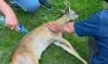 Un căprior rănit, salvat după ce a fost găsit de drumeți în nordul Republicii Moldova. Ministrul Mediului anunță starea animalului - FOTO