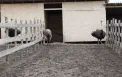 Au început cu o livadă de aluni și au ajuns să crească struți: afacerea inedită a doi soți din Căușeni - VIDEO